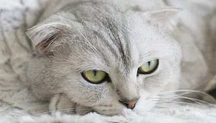 开云下载-佩雷兹2021年搭档维斯塔潘 “瘸腿”的红牛能跑了