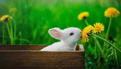 开云下载-佩雷兹2021年搭档维斯塔潘 “瘸腿”的红牛能跑了